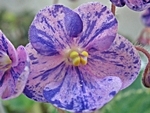 Little Jester (P.Tracey)