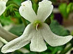 Lunar Lily White (J.Dates)