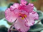 Ness' Stardust Glitter (D.Ness)
